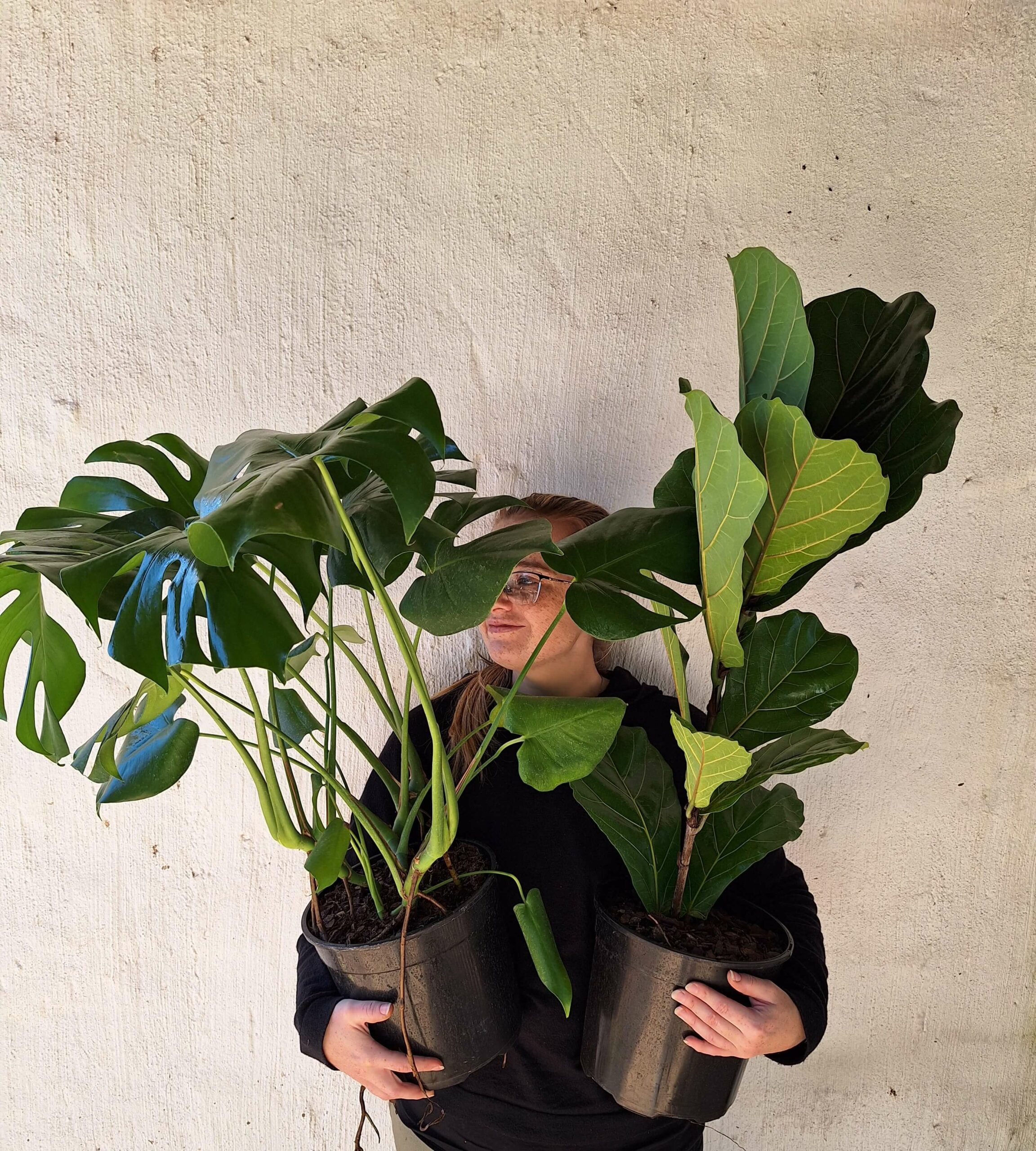 Monster fig (1) (1)